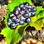 jus de raisin bio 2023 (1 litre)