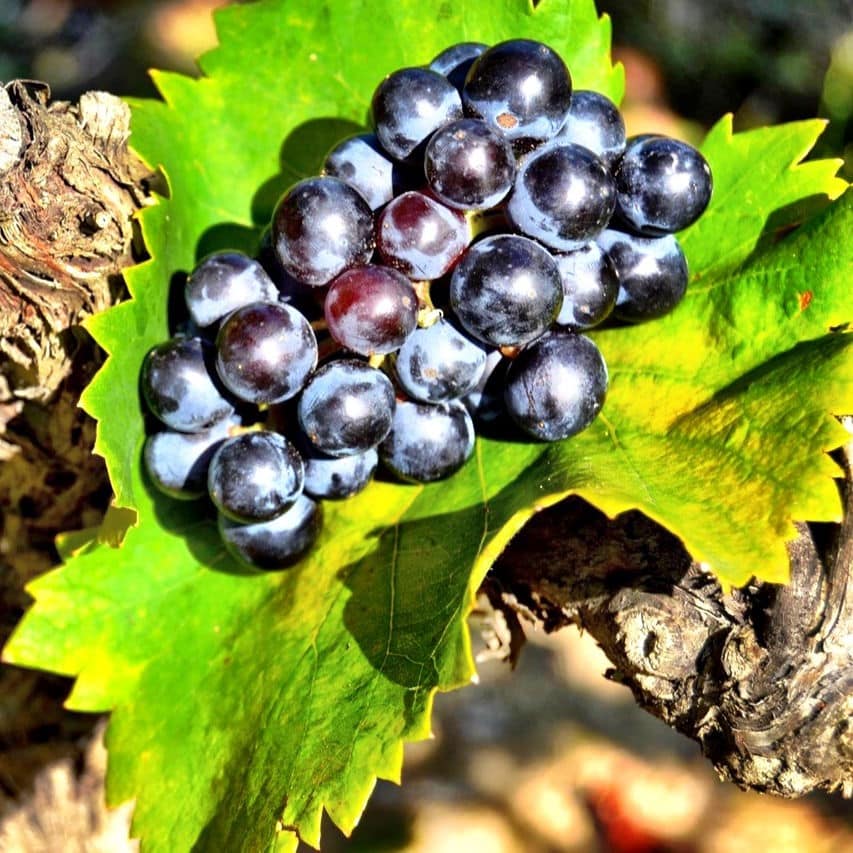 jus de raisin bio 2023 (1 litre) – Image 1